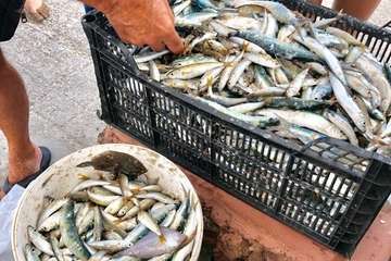 Chinchorro y varada del pescado pasados por agua (Foto TA)